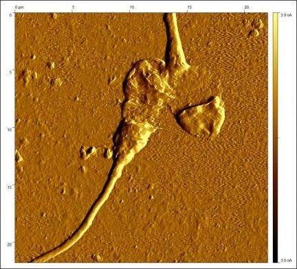 sperms2