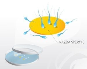 vazba spermie