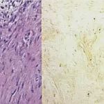 Histologie6tydnu