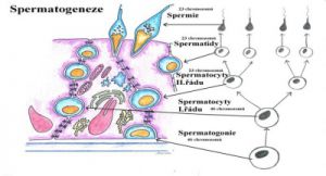 indukce-spermatogeneze